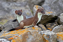 Two young Stoats (Mustela erminea) on rocks. North Wales, UK, June.