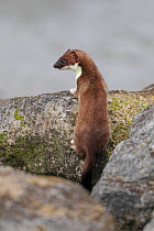 Stoat (Mustela erminea) young looking out from rocks on banks of river estuary. North Wales, UK, June.