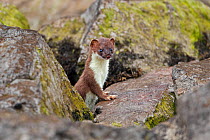 Stoat (Mustela erminea) young looking out from rocks on banks of river estuary. North Wales, UK, June.