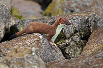 Stoat (Mustela erminea) young on rocks on banks of river estuary. North Wales UK, June.