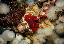 Red Irish Lord (Hemilepidotus hemilepidotus) camouflaged on sea floor, Queen Charlotte Strait, British Columbia, Canada, North Pacific Ocean.