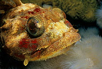 Red Irish Lord (Hemilepidotus hemilepidotus) close up of face, Queen Charlotte Strait, British Columbia, Canada, North Pacific Ocean.
