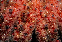 Sunflower Sea Star (Pycnopodia helianthoides) close up of skin surface, Queen Charlotte Strait, British Columbia, Canada, North Pacific Ocean
