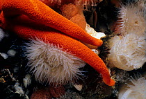 Blood Star (Henrica leviuscula) arms close up over sea anemones, Queen Charlotte Strait, British Columbia, Canada, North Pacific Ocean.