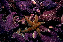 Ochre Sea stars (Pisaster ochraceus) feeding on barnacles, Vancouver Island, British Columbia, Canada. North Pacific Ocean