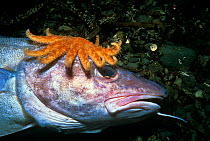 Sunflower Sea Star (Pycnopodia helianthoides) scavenging dead Pacific Cod (Gadus macrocephalus) Vancouver Island, British Columbia, Canada. North Pacific Ocean
