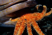 Sunflower Sea Star (Pycnopodia helianthoides) scavenging Lingcod (Ophiodon elongatus) Vancouver Island, British Columbia, Canada, North Pacific Ocean