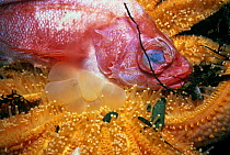 Sunflower SeaStar (Pycnopodia helianthoides) scavenging dead Yelloweye Rockfish (Sebastes ruberrimus). Vancouver Island, British Columbia, Canada, North Pacific Ocean