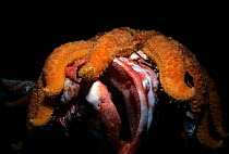 Sunflower Sea Star (Pycnopodia helianthoides) scavenging dead Yelloweye Rockfish (Sebastes ruberrimus) Vancouver Island, British Columbia, Canada, North Pacific Ocean