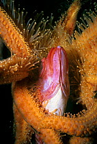 Sunflower Sea Star (Pycnopodia helianthoides) scavenging dead Yelloweye Rockfish (Sebastes ruberrimus) Vancouver Island, British Columbia, Canada North Pacific Ocean