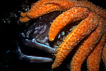 Sunflower Sea Star (Pycnopodia helianthoides) scavenging dead Lingcod (Ophiodon elongatus) Vancouver Island, British Columbia, Canada North Pacific Ocean
