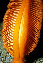 Gurney's Sea Pen (Ptilosarcus gurneyi) close up detail, Queen Charlotte Strait, British Columbia, Canada, North Pacific Ocean