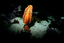 Gurney's Sea Pen (Ptilosarcus gurneyi) on sea bed at night, Queen Charlotte Strait, British Columbia, Canada, North Pacific Ocean