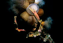 Cryptic Kelp Crab (Pugettia richii) and Plumose Anemones (Metridium giganteum). Vancouver Island, British Columbia, Canada, Pacific Ocean