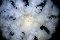 Close-up of White-Plumed Anemone (Metridium farcimen). Queen Charlotte Strait, British Columbia, Canada, North Pacific Ocean