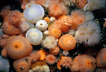 Close-up of Metridium Anemones (Metridium farcimen). Queen Charlotte Strait, British Columbia, Canada, North Pacific Ocean
