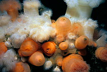 Close-up of Metridium Anemones (Metridium farcimen). Queen Charlotte Strait, British Columbia, Canada, North Pacific Ocean