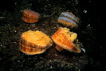 Spiny Pink Scallops (Chlamys hastata) encrusted with sponge, Vancouver Island, British Columbia, Canada, Pacific Ocean.
