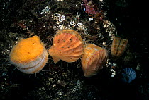 Spiny Pink Scallops (Chlamys hastata) encrusted with sponges, Vancouver Island, British Columbia, Canada, Pacific Ocean.