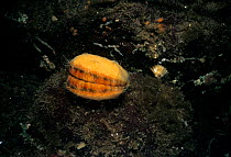 Spiny Pink Scallop (Chlamys hastata) encrusted with sponge, Vancouver Island, British Columbia, Canada, Pacific Ocean