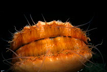 Spiny Pink Scallop (Chlamys hastata) encrusted with sponge showing eyes peering out, Vancouver Island, British Columbia, Canada, Pacific Ocean