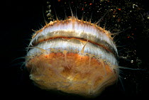 Spiny Pink Scallop (Chlamys hastata) encrusted with sponge showing eyes peering out. Vancouver Island, British Columbia, Canada, Pacific Ocean