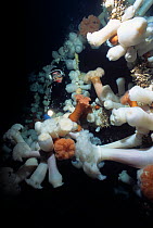 Diver exploring Bridge on Saskatchewan shipwreck, an artificial reef covered with Giant Plumose Anemone (Metridium farcimen), Vancouver Island, British Columbia, Canada, Pacific Ocean Model released.