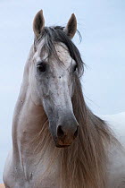Portrait of a grey Andalusian stallion, in Ciutadella, Menorca, Spain.
