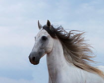 Portrait of a grey Andalusian stallion, in Ciutadella, Menorca, Spain.