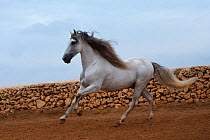 Grey Andalusian stallion cantering, in Ciutadella, Menorca, Spain.