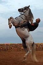Man riding a grey Andalusian stallion, performing the bot or walking courbette of the Doma Menorquina, in Ciutadella, Menorca, Spain 2012. Model released.