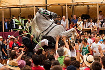 Man riding a grey Andalusian stallion, performing the bot or walking courbette of the Doma Menorquina, during the festival Mare de Deu de Gracia, in Mahon, Menorca, Spain 2012. People try to touch the...