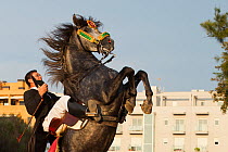 Man riding a grey Andalusian stallion, performing the bot or walking courbette of the Doma Menorquina, during the festival Mare de Deu de Gracia, in Mahon, Menorca, Spain 2012.