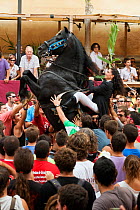 Lady riding a black Menorquin stallion, performing the bot or walking courbette of the Doma Menorquina, during the festival Mare de Deu de Gracia, in Mahon, Menorca, Spain 2012.  Tourists are trying t...