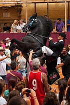 Man riding a black Menorquin stallion, performing the bot or walking courbette of the Doma Menorquina, during the festival Mare de Deu de Gracia, in Mahon, Menorca, Spain 2012.  People try to touch th...