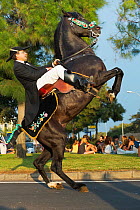 Man riding a black Menorquin stallion, performing the bot or walking courbette of the Doma Menorquina, during the festival Mare de Deu de Gracia, in Mahon, Menorca, Spain 2012.