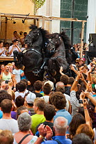 Men riding black Menorquin stallions, performing the bot or walking courbette of the Doma Menorquina, during the festival Mare de Deu de Gracia, in Mahon, Menorca, Spain 2012.  People try to touch the...