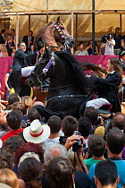 Lady on a black Menorquin stallion and man on a chestnut Andalusian stallion, performing the bot or walking courbette of the Doma Menorquina, during the festival Mare de Deu de Gracia, in Mahon, Menor...