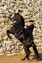 Man riding a black Menorquin stallion, performing the bot or walking courbette of the Doma Menorquina, Talaiot de Trepuco, near Mahon, Menorca, Spain 2012.