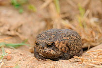 Cape Mountain Rain Frog (Breviceps montanus). deHoop nature reserve, Western Cape, South Africa, September.