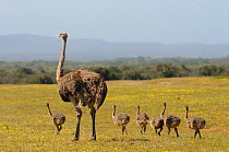 Ostrich (Struthio camelus) female with six young chicks. deHoop nature reserve, Western Cape, South Africa, September.