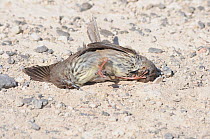 Karoo Prinia (Prinia maculosa) males on the ground fighting. deHoop nature reserve, Western Cape, South Africa, September.