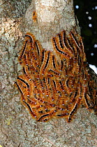 Cape Lappet Moth Larvae (Eutricha capensis) congregating on milwood tree. deHoop nature reserve, Western Cape, South Africa, September.
