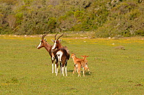 Bontebok (Damaliscus pygargus dorcas), two ewes with three day old calves. deHoop nature reserve, Western Cape, South Africa, September.