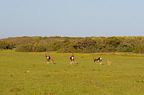 Bontebok (Damaliscus pygargus dorcas), three ewes with their calves. deHoop nature reserve, Western Cape, South Africa, September.