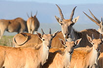 Eland (Tragelaphus / Taurotragus oryx) cow and yearlings. deHoop nature reserve, Western Cape, South Africa, September.