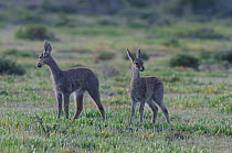 Grey Rhebok (Pelea capreolus), two calves. dseHoop nature reserve, Western Cape, South Africa, September.