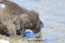 Chacma baboon (Papio hamadryas ursinus), alpha male drinking from vlei. deHoop, Western Cape, South Africa, September.
