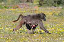 Chacma Baboon (Papio hamadryas ursinus) mother carrying youngster slung underneath. deHoop nature reserve, Western Cape, South Africa, September.