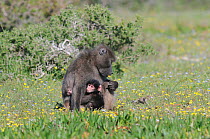 Chacma Baboon (Papio hamadryas ursinus) mother with one week old infant. deHoop nature reserve, Western Cape, South Africa, September.